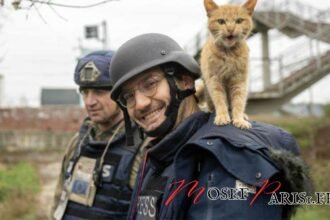 Père d'Emile Zou : Conseils, Histoires et Astuces