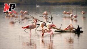 Espèce En Voie De Disparition : Purification et Protection avec l'Eau de Floride, Chance et Bien-être