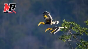 Animal En Voie De Disparition : Purification et Protection avec l'Eau de Floride, Chance et Bien-être