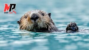 Animaux En Danger : Purification et Protection avec l'Eau de Floride pour la Chance et le Bien-être